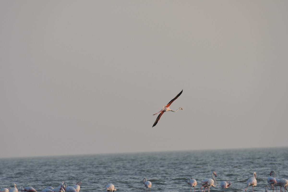 rosenflamingo - ML644510989