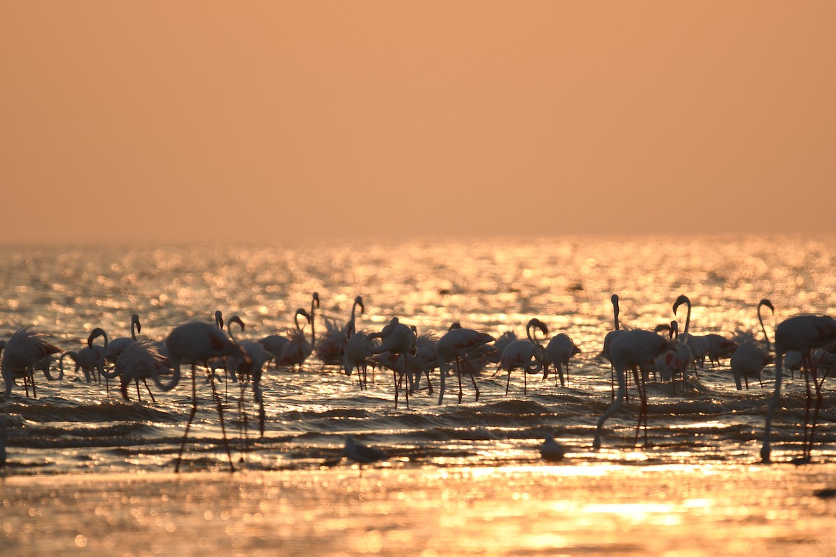 rosenflamingo - ML644510991