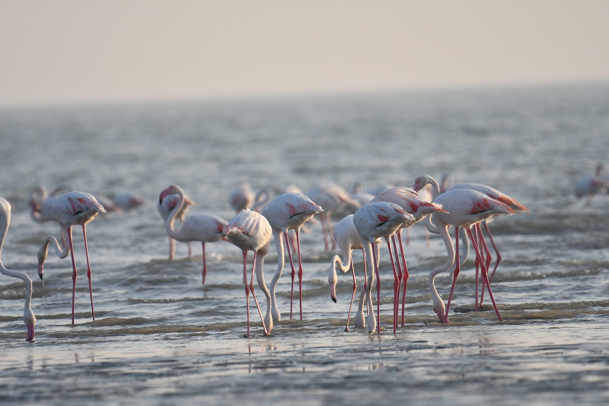 rosenflamingo - ML644510993