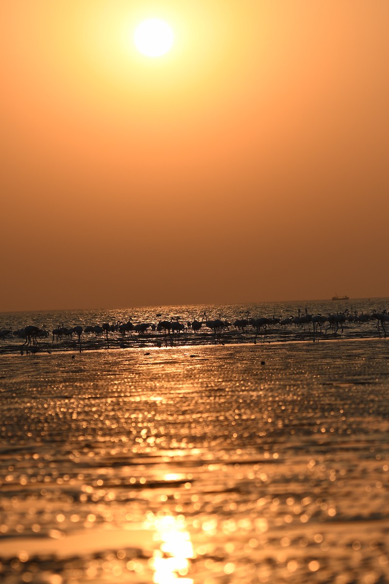 rosenflamingo - ML644510996