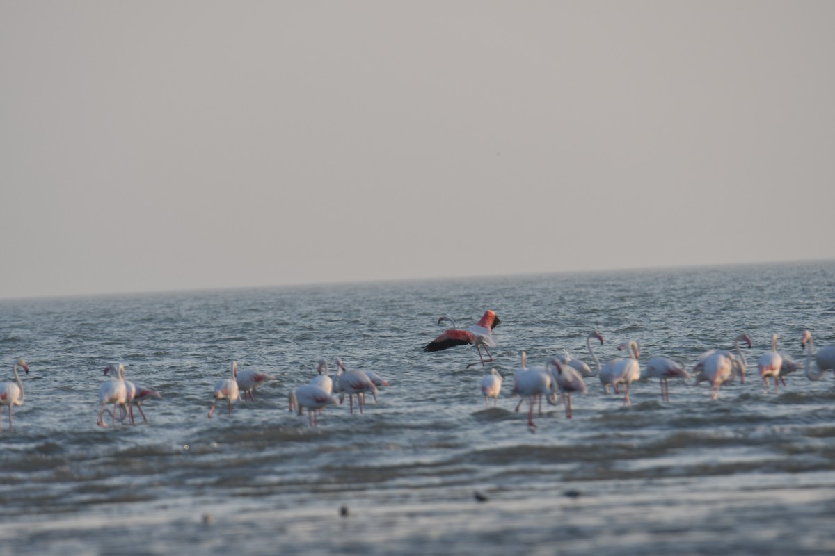 rosenflamingo - ML644510999