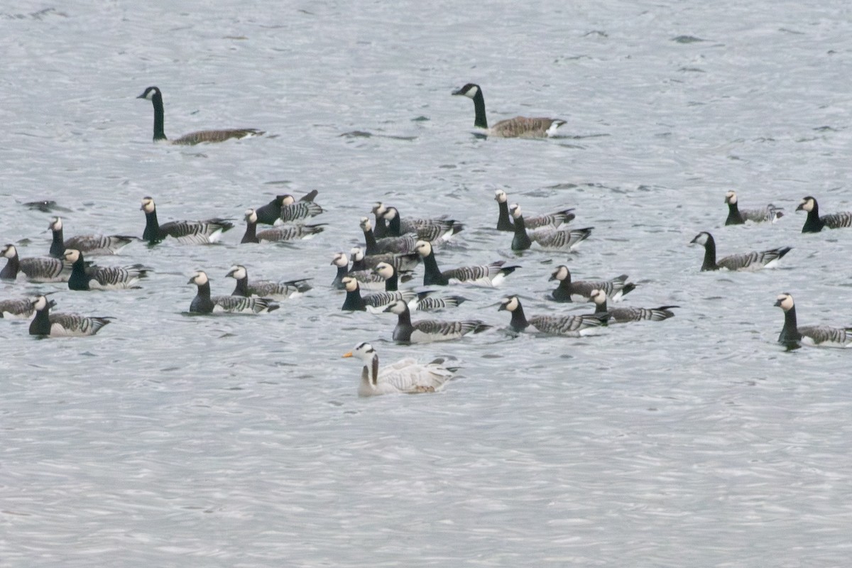 Гуска гірська - ML644511013