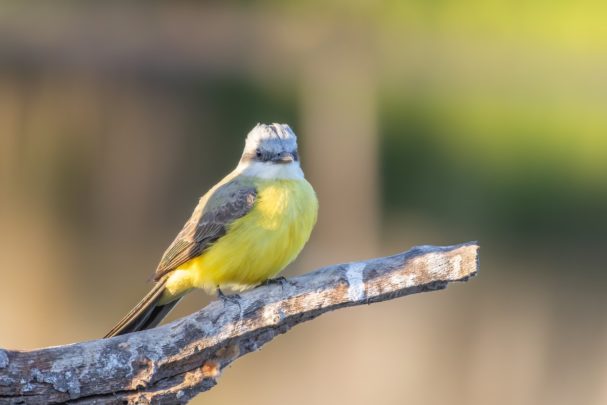 White-throated Kingbird - ML644511016