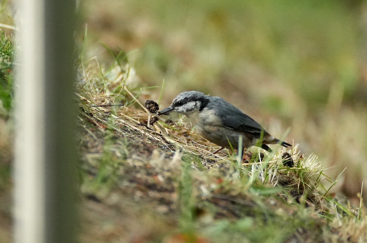 Өрнийн тоншголжин - ML644511019
