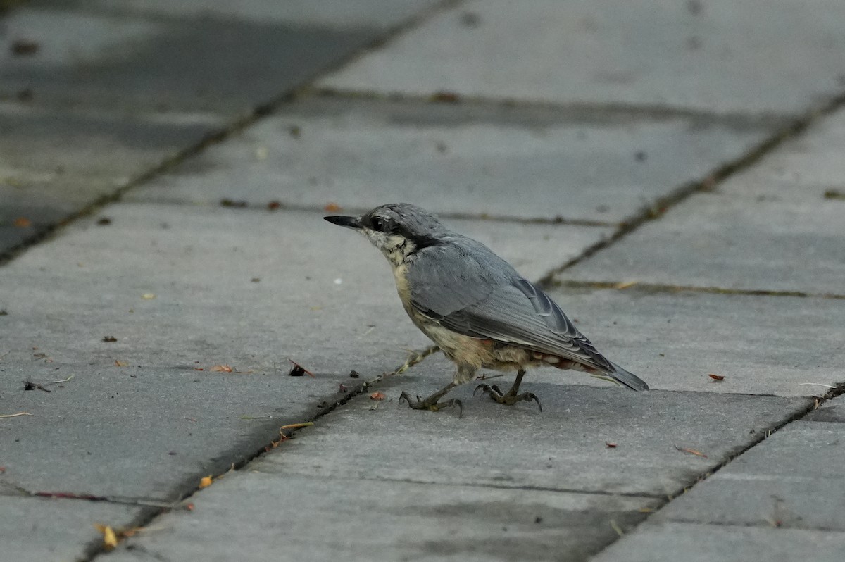 Өрнийн тоншголжин - ML644511020