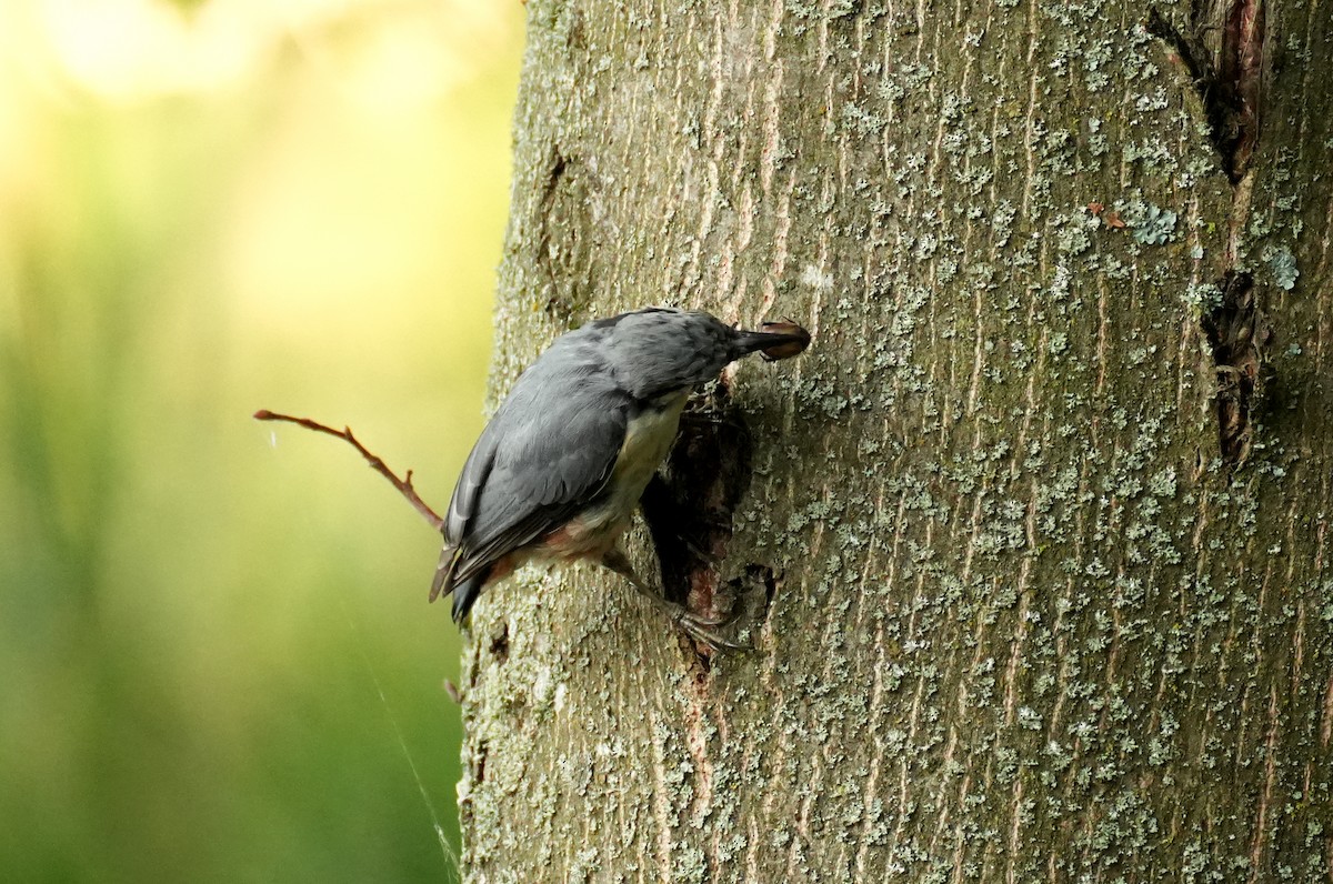 Өрнийн тоншголжин - ML644511021