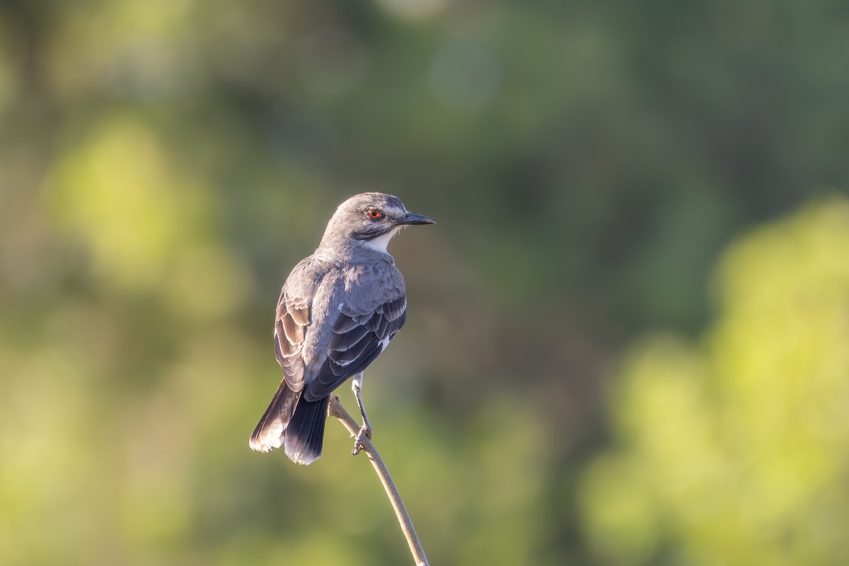 Gray Monjita - ML644511023