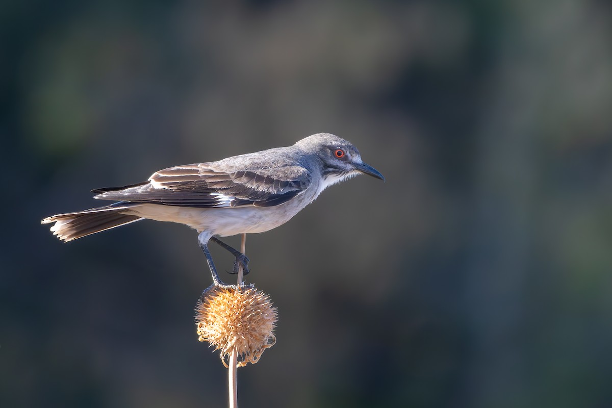 Gray Monjita - ML644511024