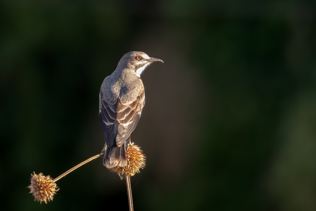 Gray Monjita - ML644511025