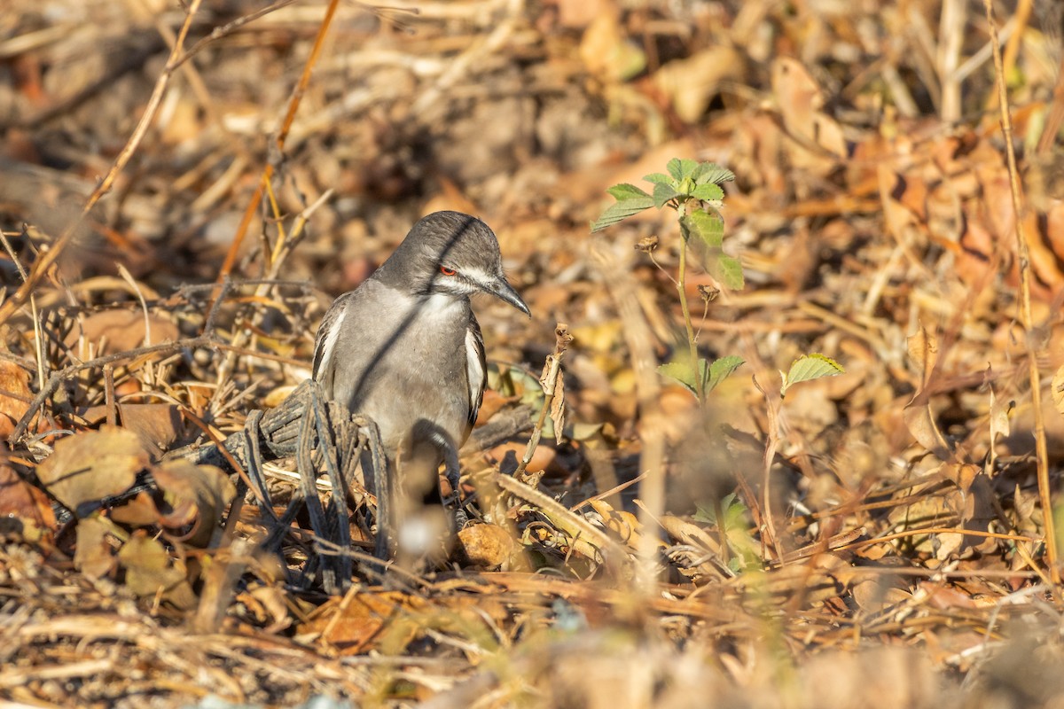 Gray Monjita - ML644511028