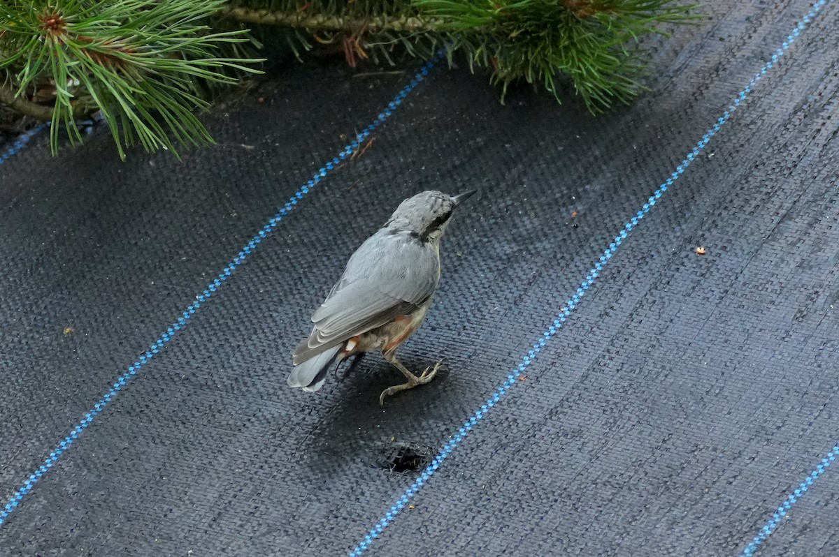 Өрнийн тоншголжин - ML644511029