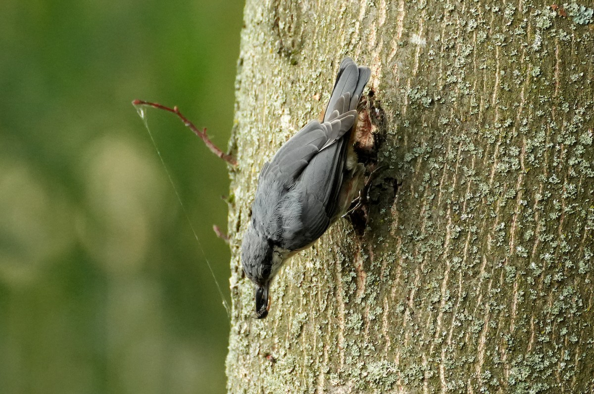 Өрнийн тоншголжин - ML644511030