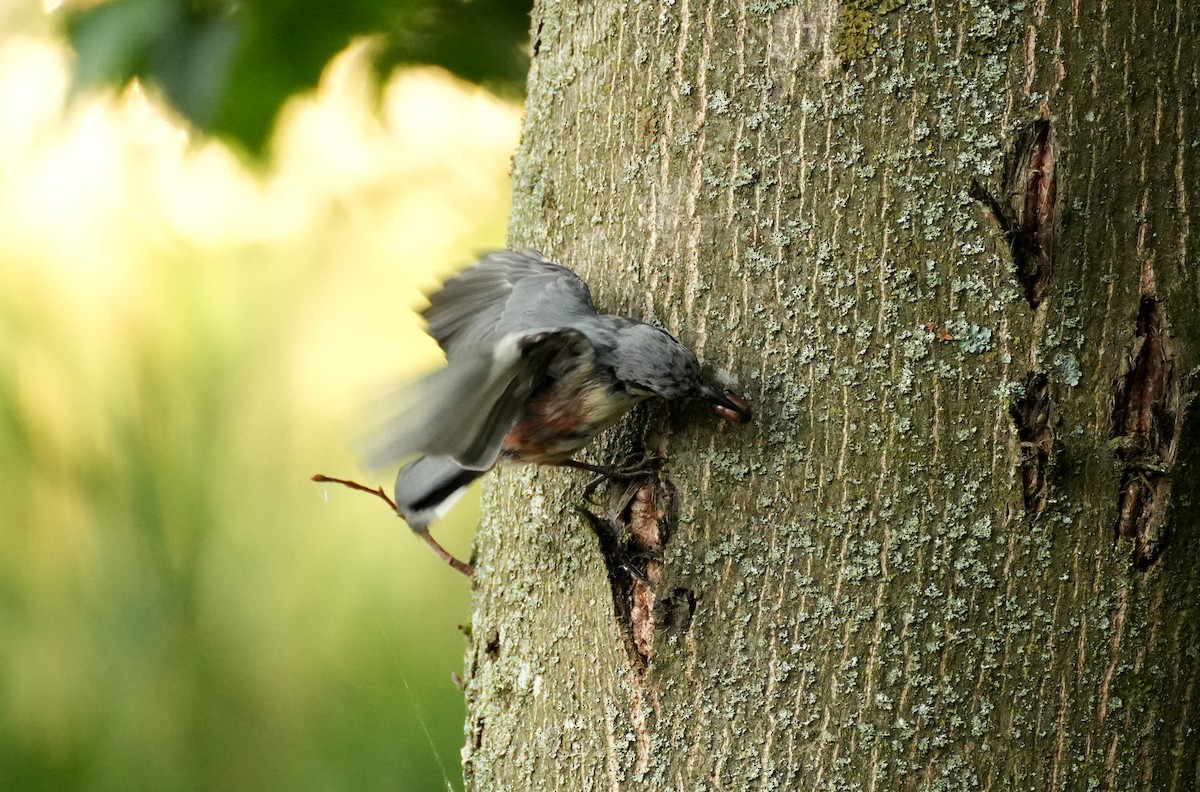 Өрнийн тоншголжин - ML644511031