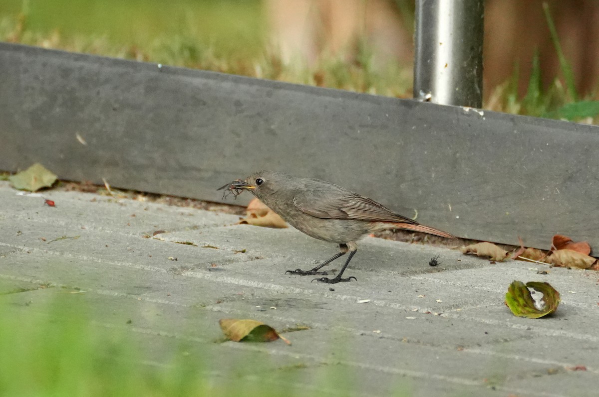 Мойлон гал сүүлт - ML644511037