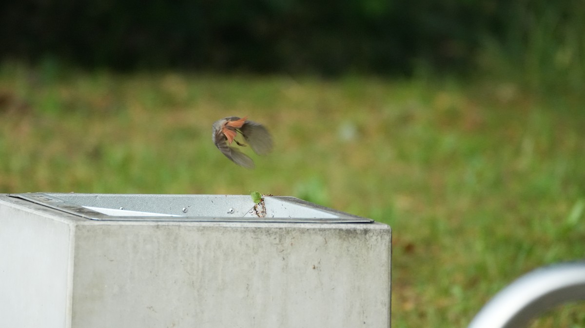 Мойлон гал сүүлт - ML644511038