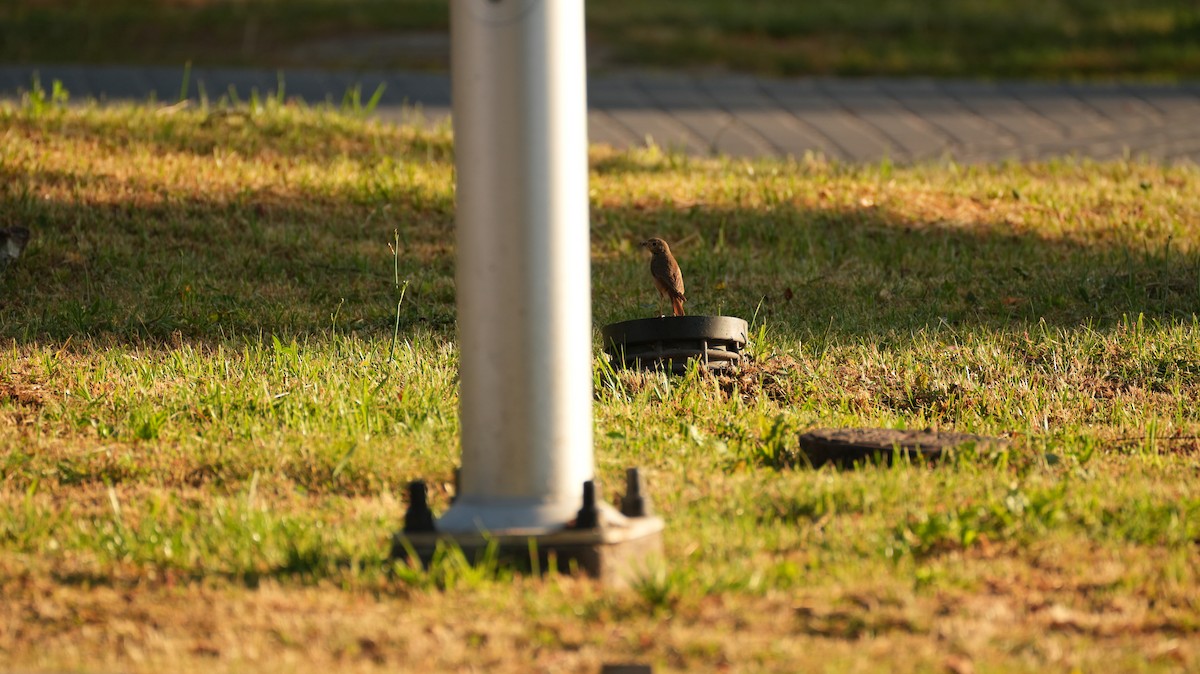 Мойлон гал сүүлт - ML644511039