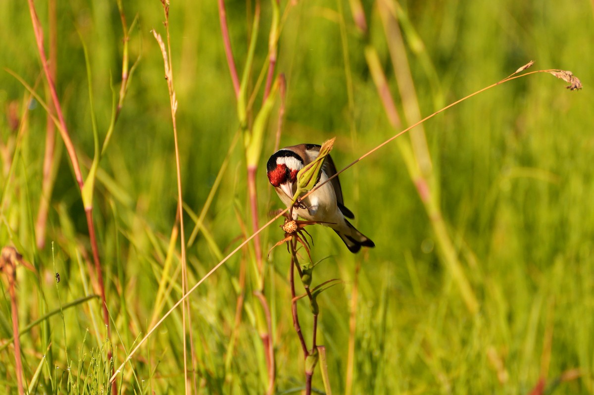 Бор бужирга - ML644511045