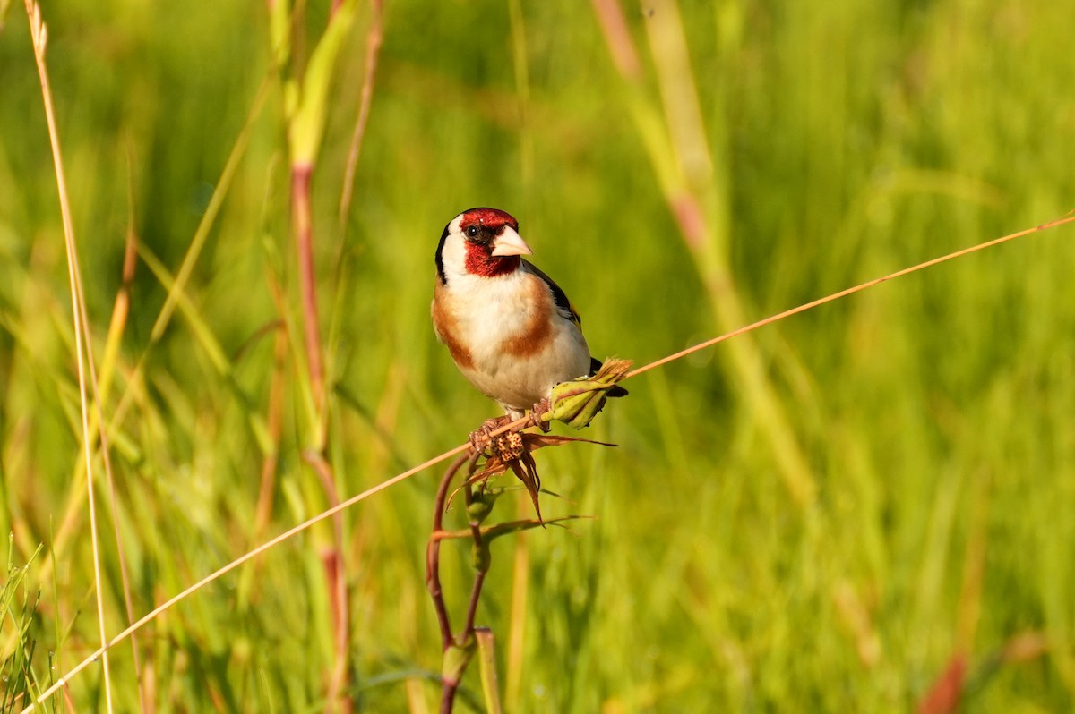 Бор бужирга - ML644511046
