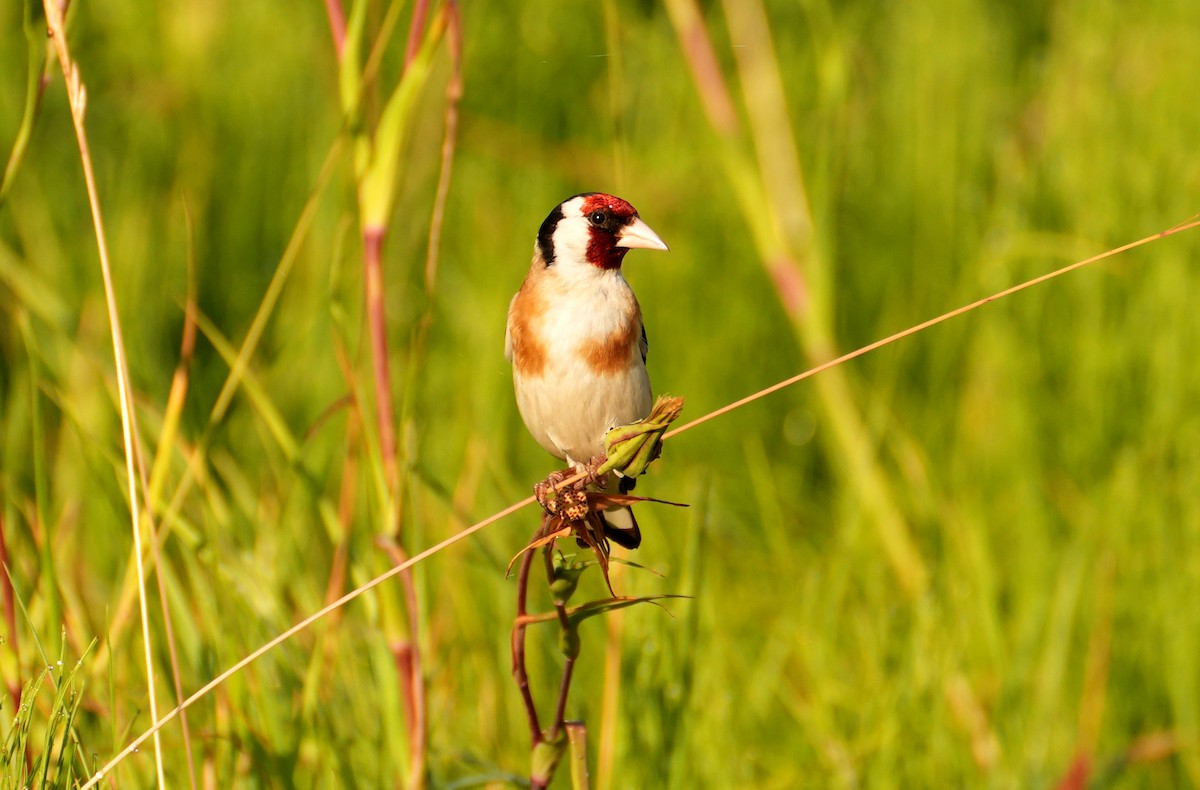 Бор бужирга - ML644511049