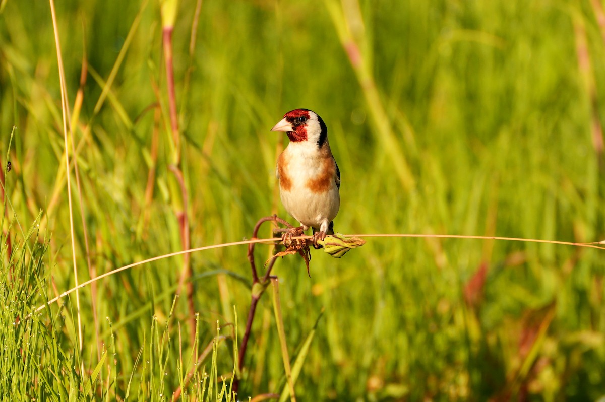 Бор бужирга - ML644511050