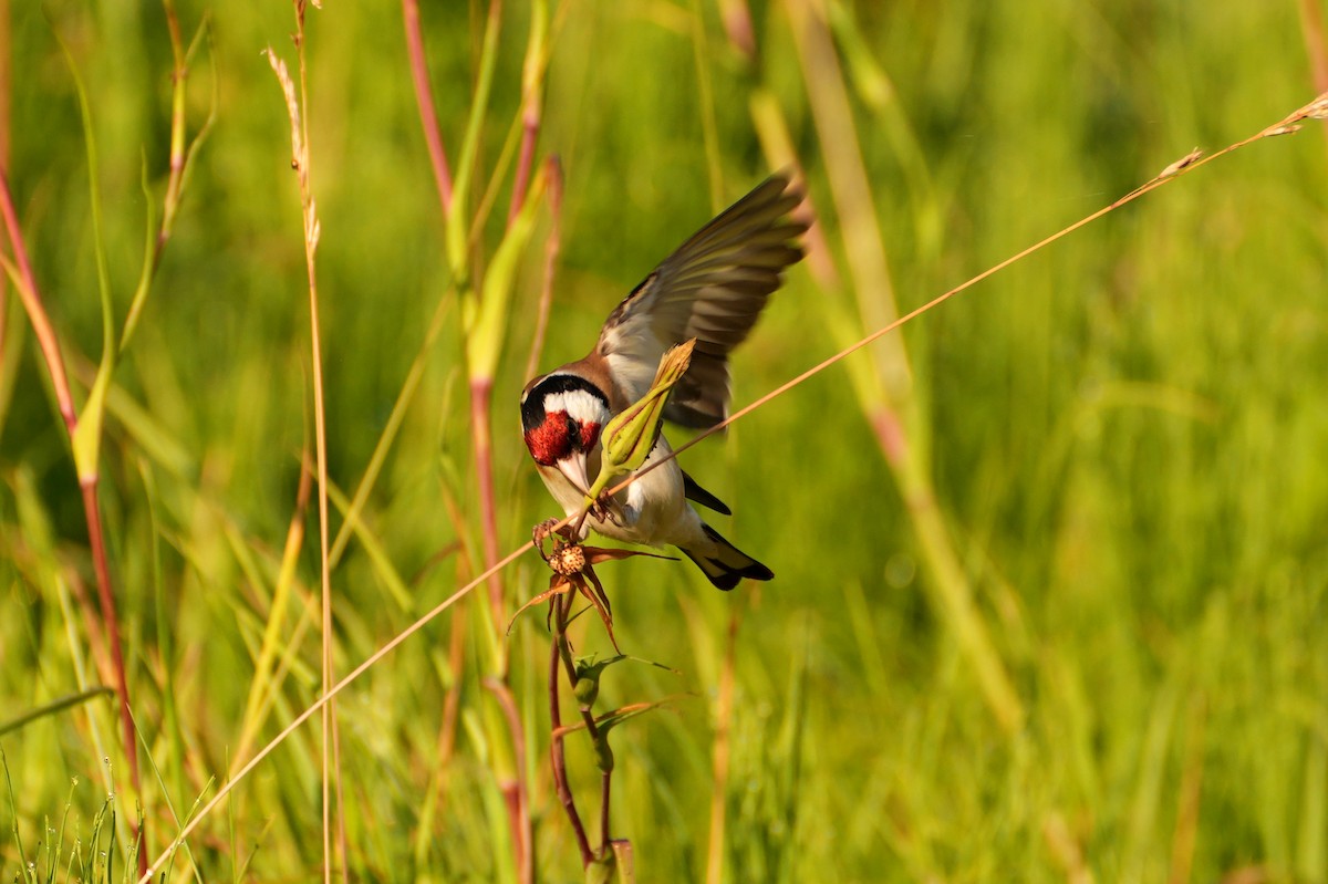 Бор бужирга - ML644511051