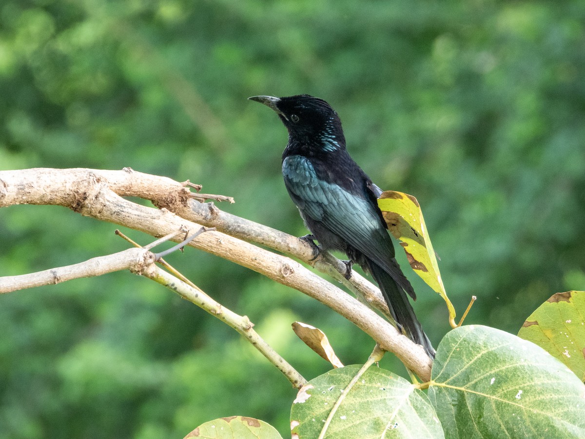 Hair-crested Drongo - ML644511052