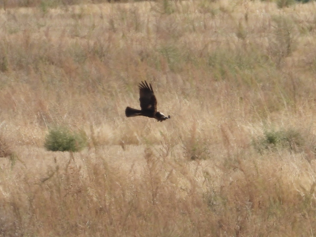 Aguilucho Lagunero Occidental - ML644511053