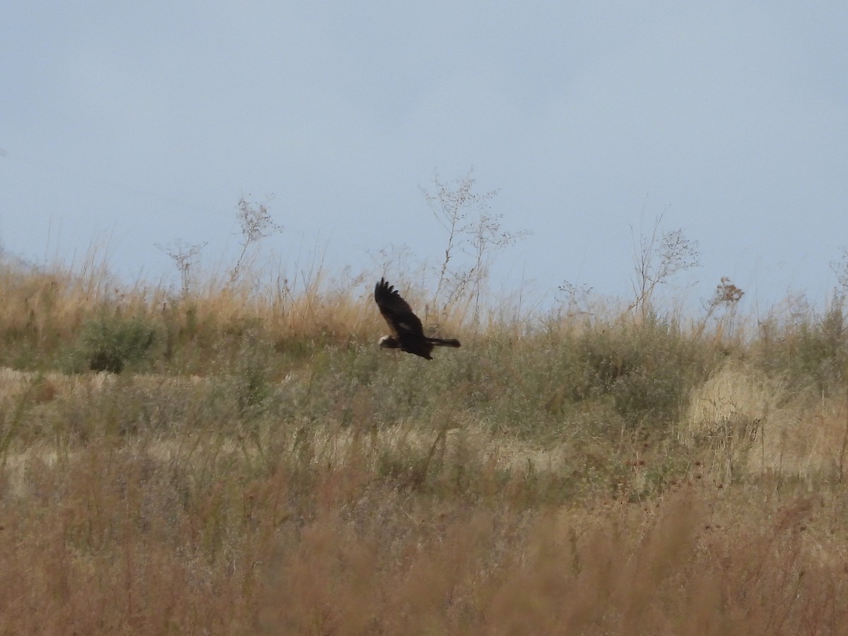 Aguilucho Lagunero Occidental - ML644511054