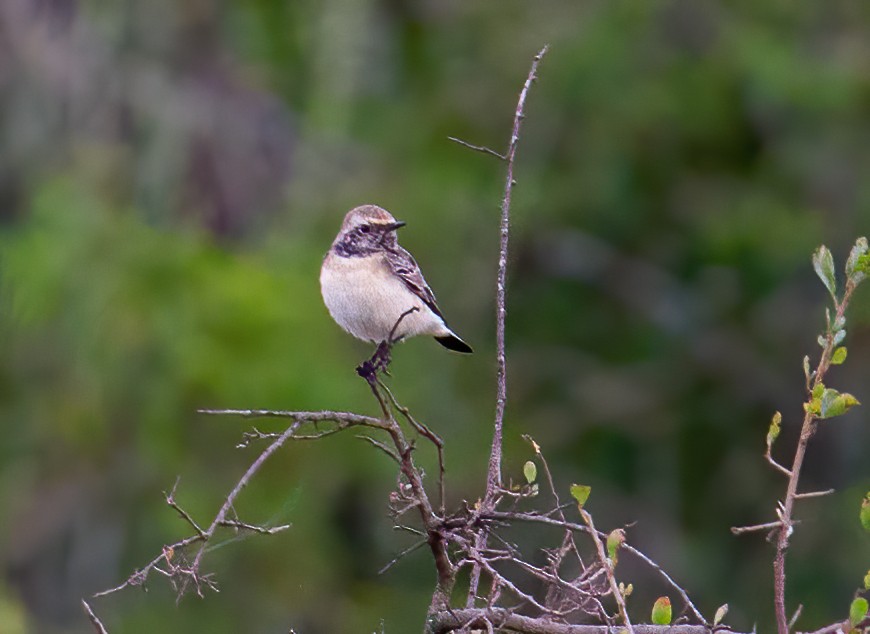 Nonnensteinschmätzer - ML644511056