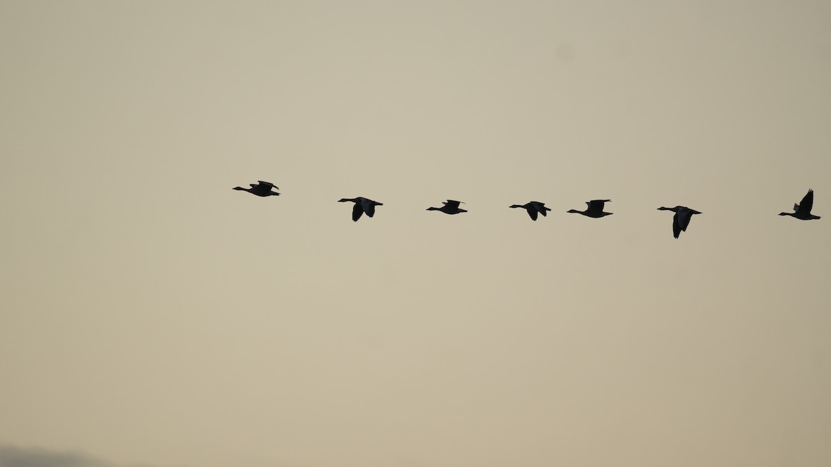 Бор шувууны багын тодорхойгүй зүйл - ML644511057