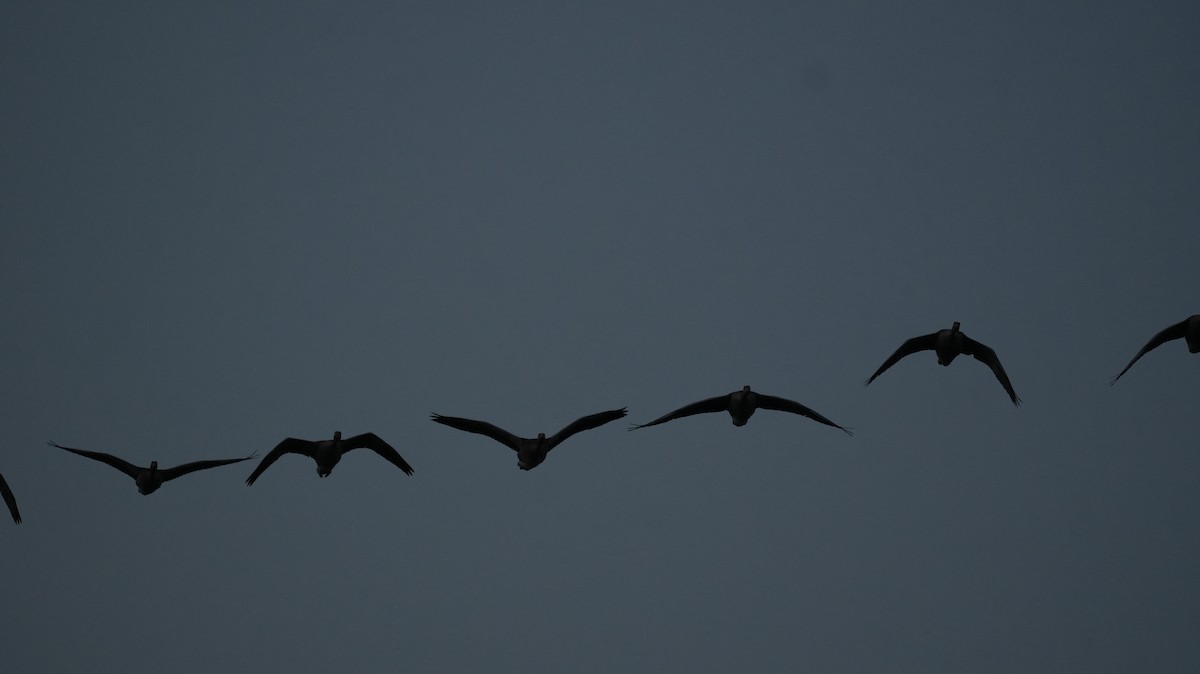 Бор шувууны багын тодорхойгүй зүйл - ML644511061