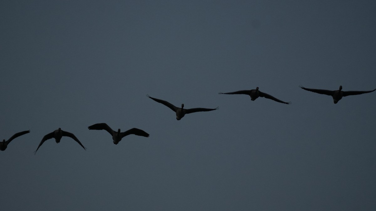 Бор шувууны багын тодорхойгүй зүйл - ML644511062