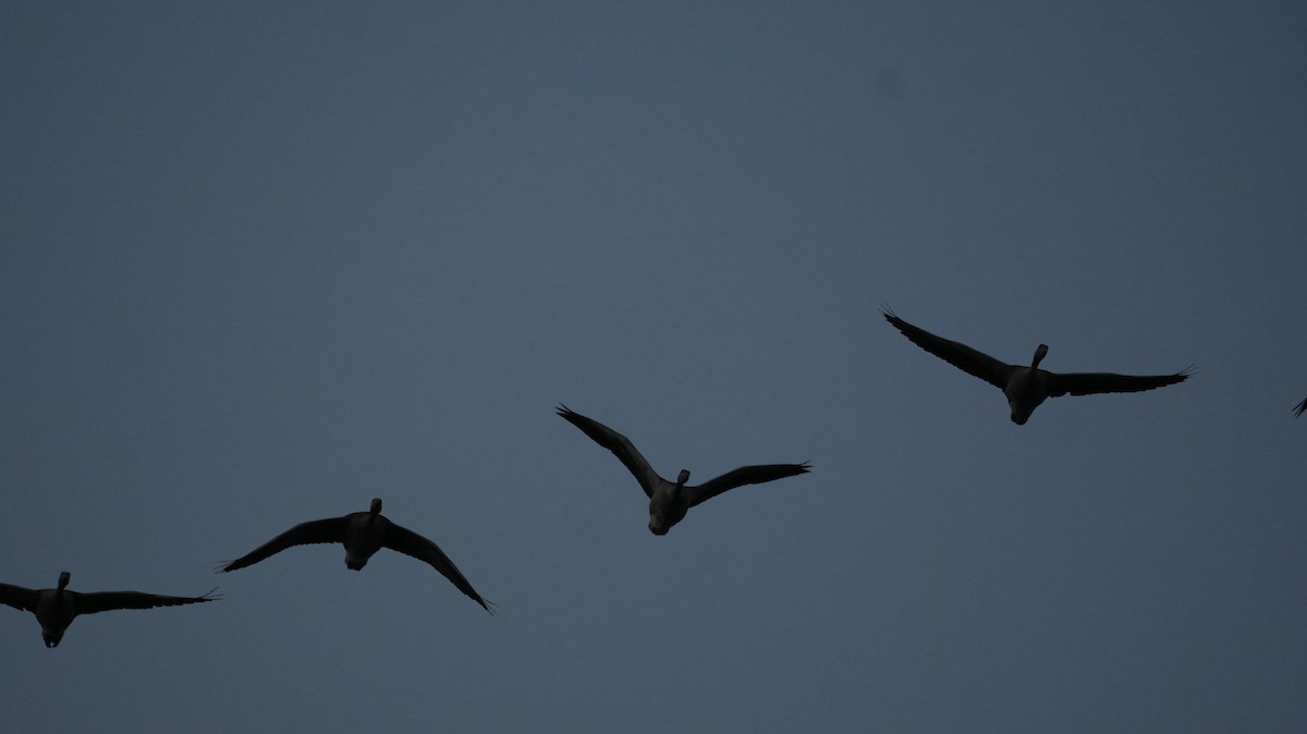 Бор шувууны багын тодорхойгүй зүйл - ML644511063