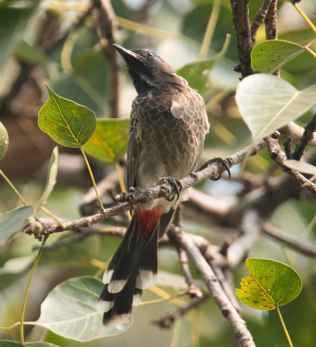 Red-vented Bulbul - ML644511064