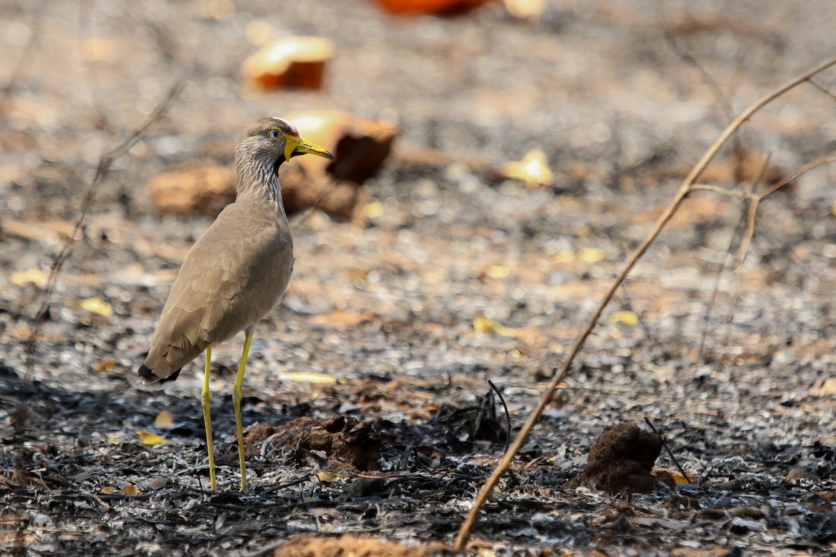 Wattled Lapwing - ML644511076