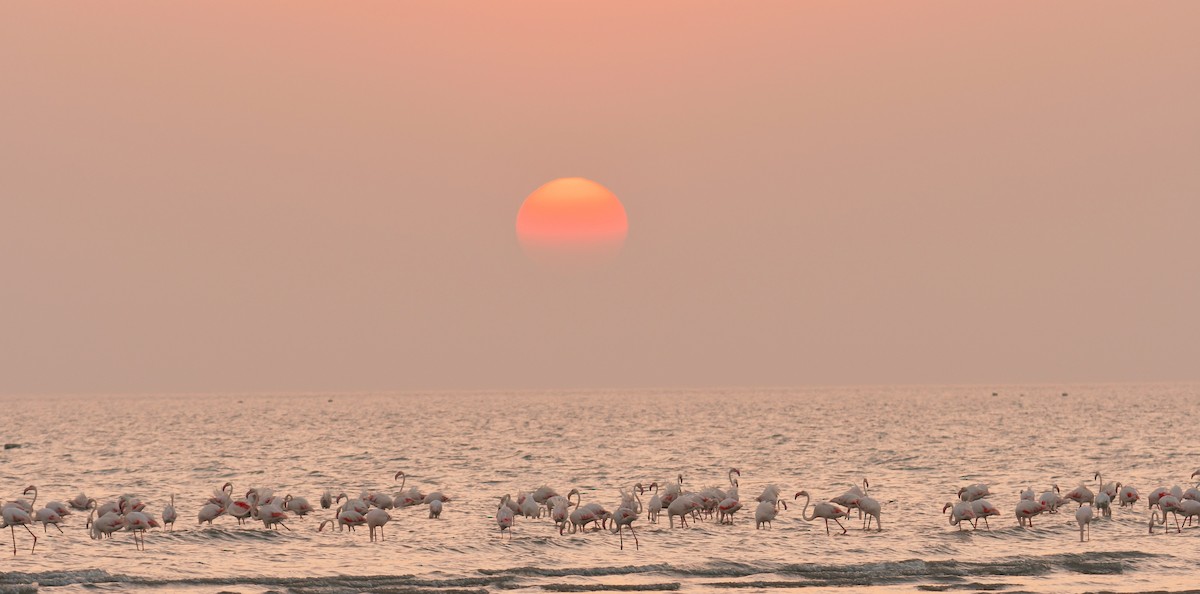 rosenflamingo - ML644511083