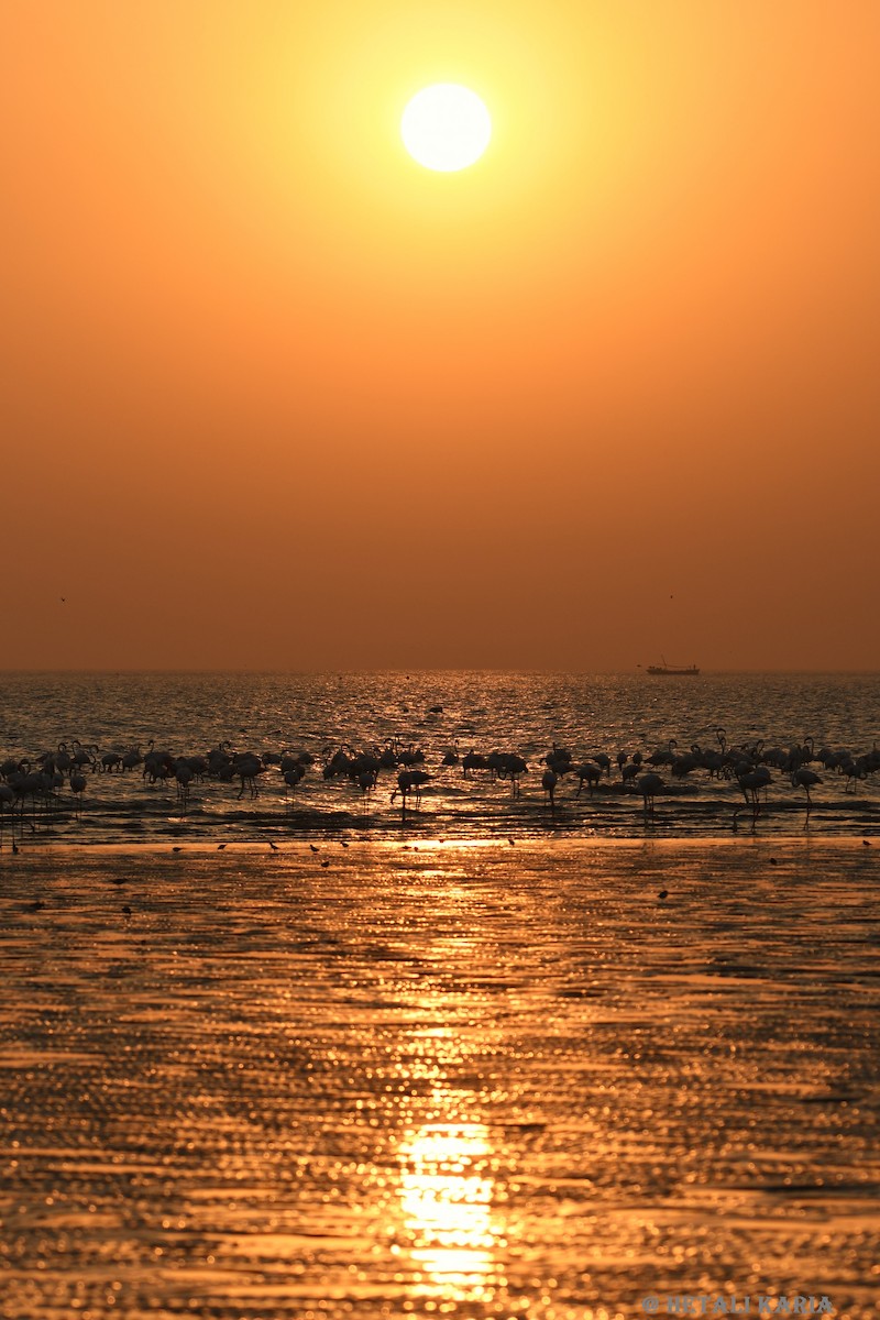 rosenflamingo - ML644511085