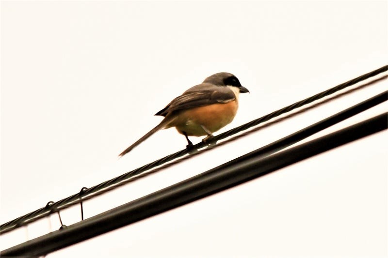 Gray-backed Shrike - ML644511091