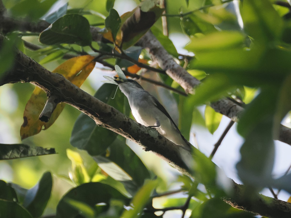 kinamønjefugl - ML644511095