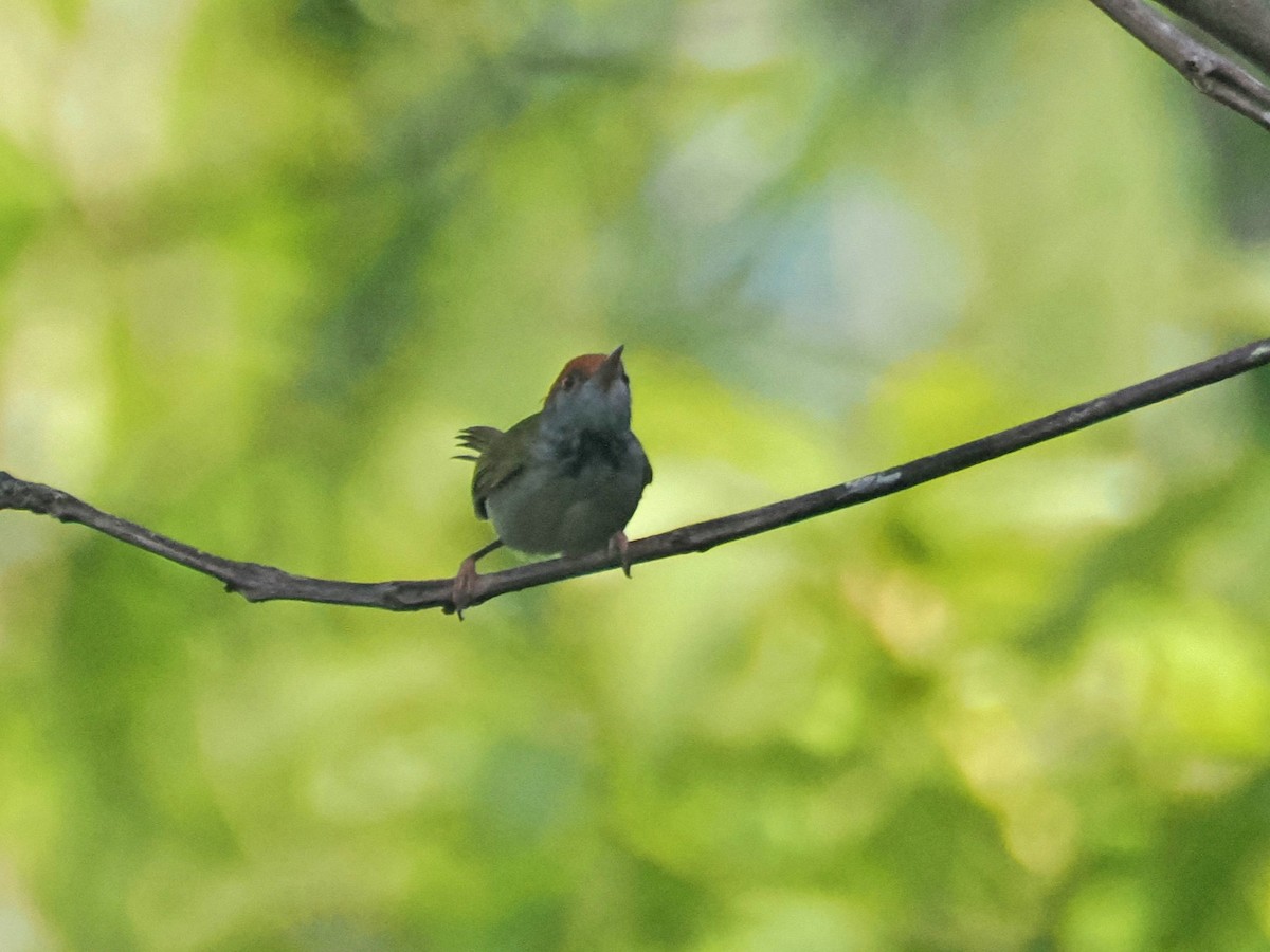 svartstrupeskredderfugl - ML644511101