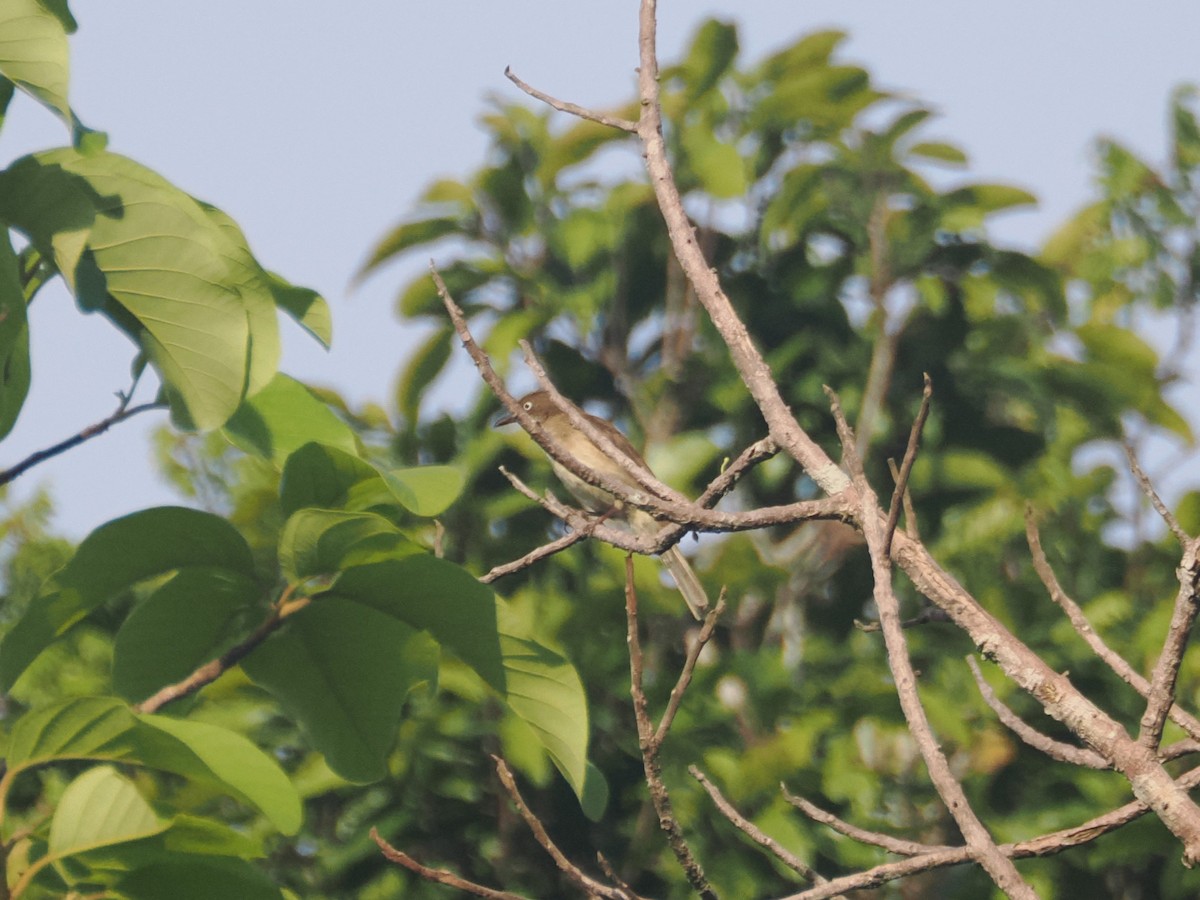 kremgumpbylbyl - ML644511113