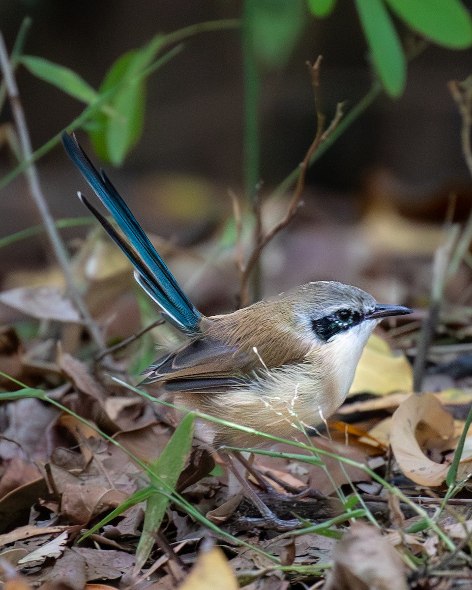 Малюр фіолетовоголовий - ML644511116