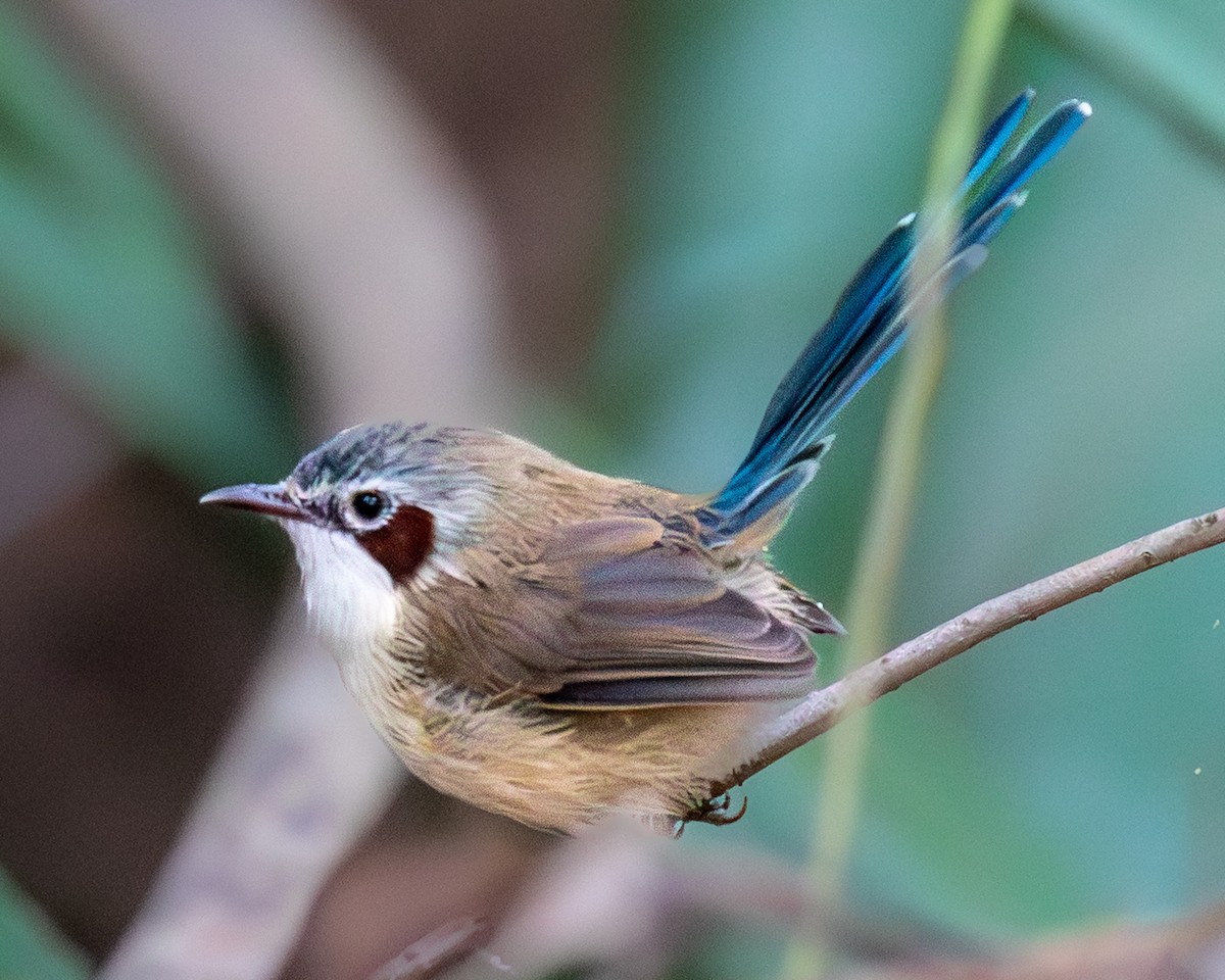 Малюр фіолетовоголовий - ML644511117