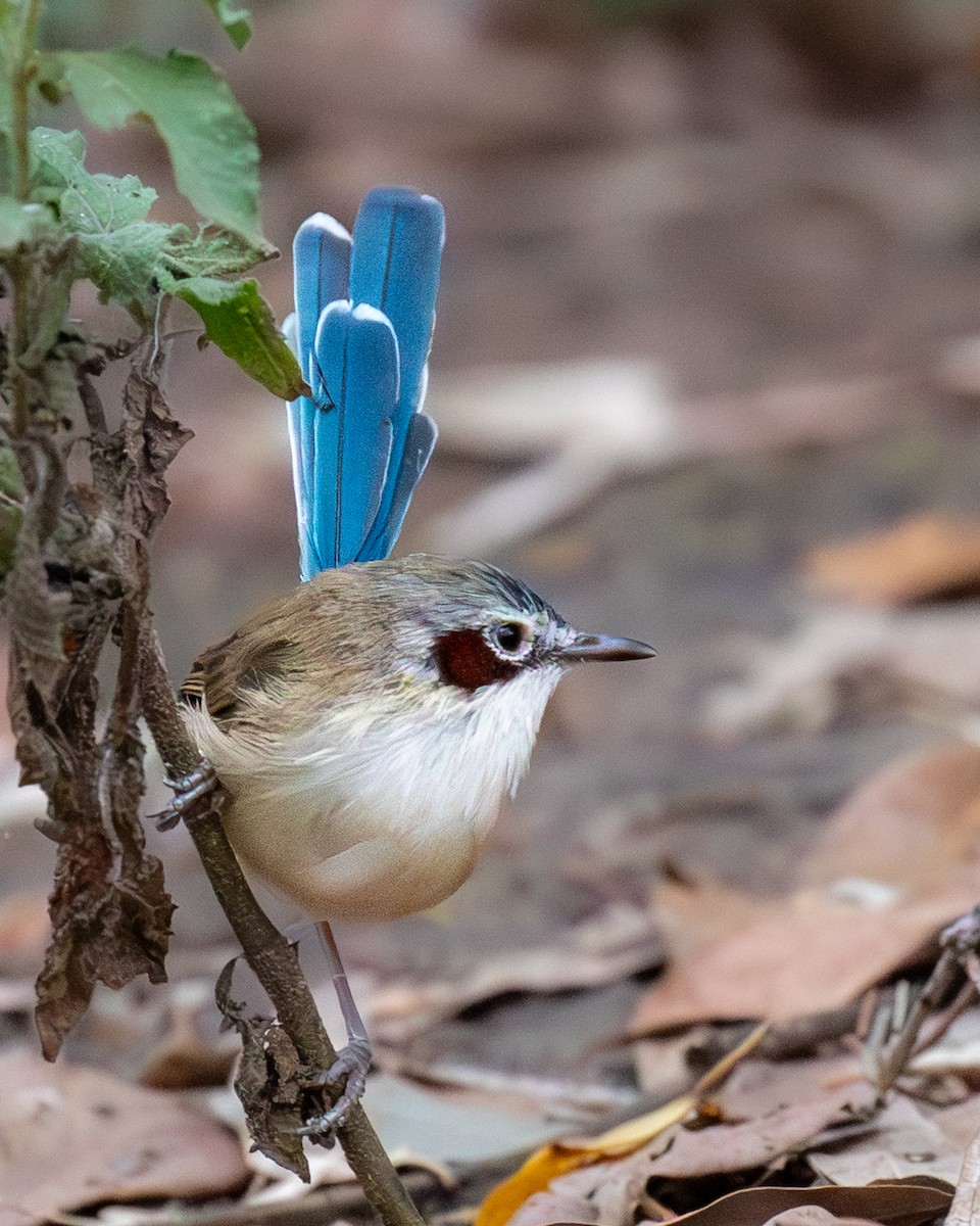 Малюр фіолетовоголовий - ML644511118