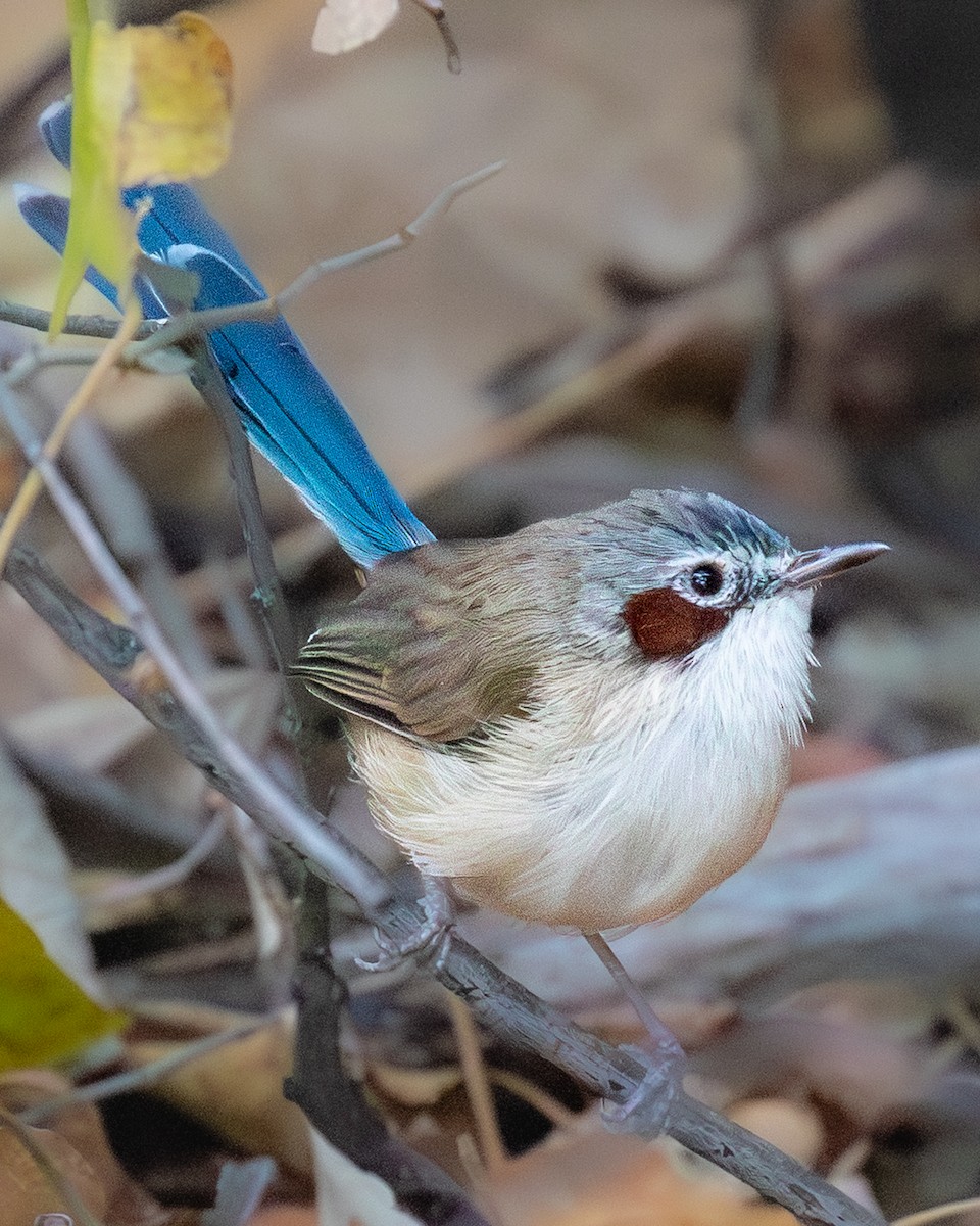 Малюр фіолетовоголовий - ML644511119