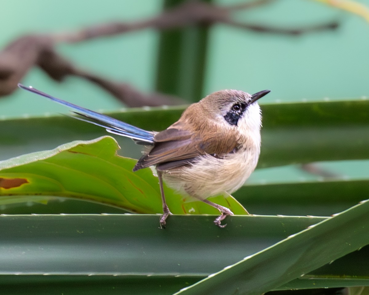 Малюр фіолетовоголовий - ML644511120