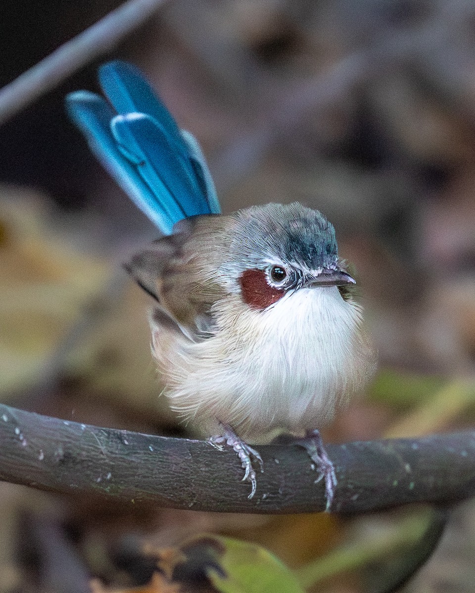 Малюр фіолетовоголовий - ML644511121