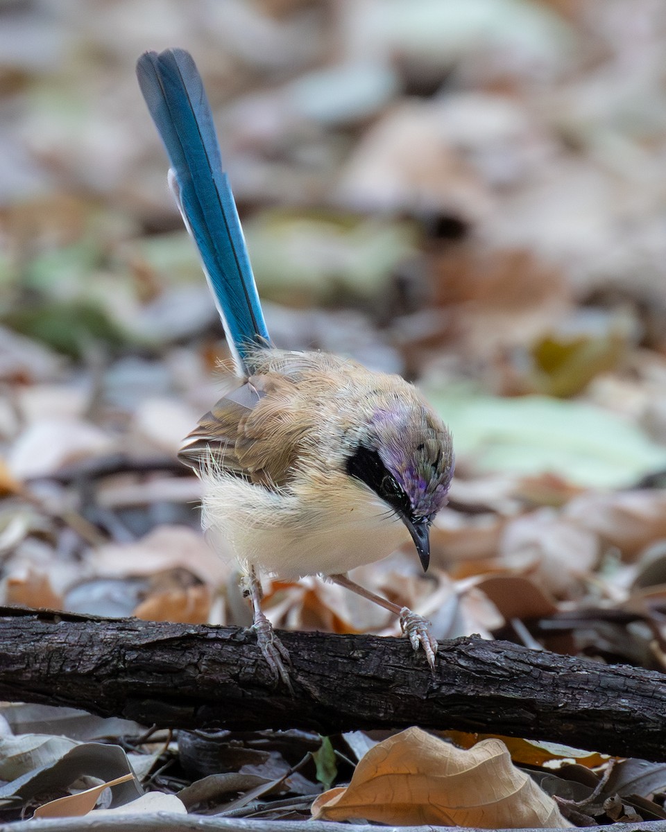 Малюр фіолетовоголовий - ML644511122