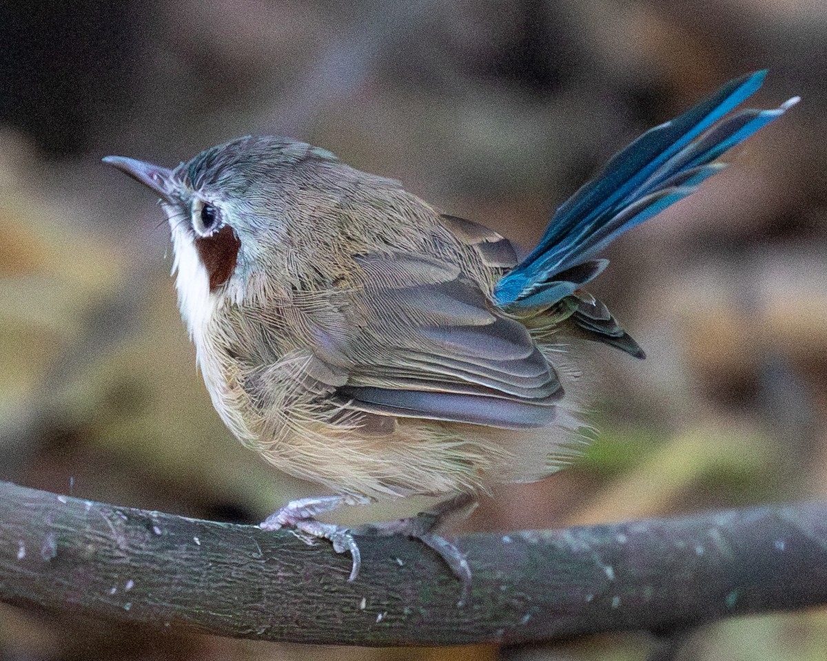 Малюр фіолетовоголовий - ML644511123