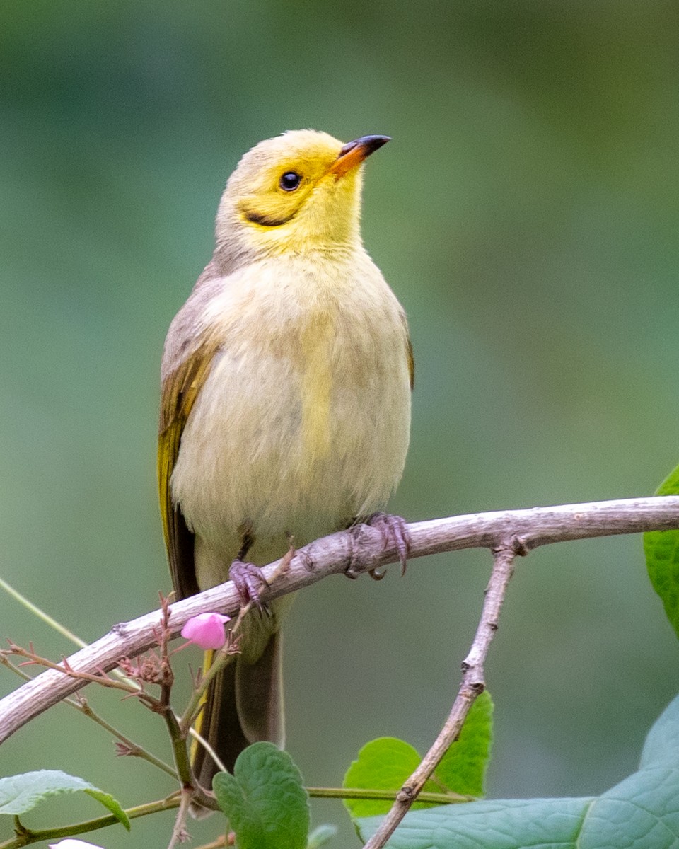 gulstenkhonningeter - ML644511134